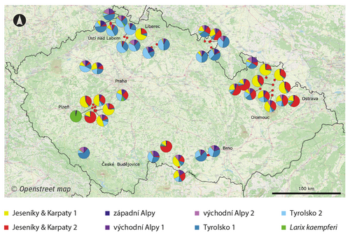 Geografický přehled části výsledků Structure analýzy genetické příbuznosti vybraných populací modřínu pro Českou republiku. Autor Martin Prach