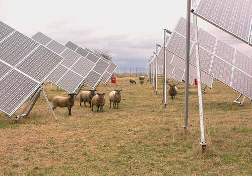 Poříčí nad Sázavou – fotovoltaická elektrárna s pastvou.