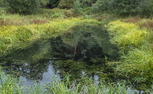 Obr. 10. Přírodním biotopem potápníka dvojčárého jsou menší tůně a druhotně rybníky a pískovny.