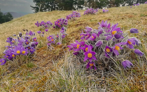 Koniklec otevřený (Pulsatilla patens) v EVL Doupovské hory na lokalitě Zvoníčkov