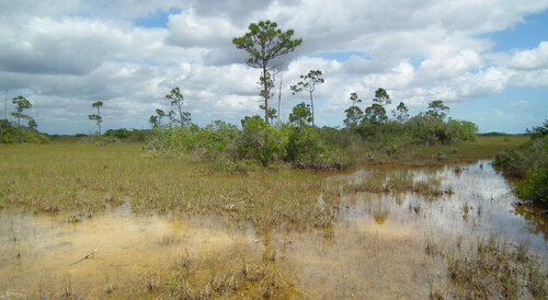 Rozlehlé zaplavované prérie ve floridském národním parku Everglades