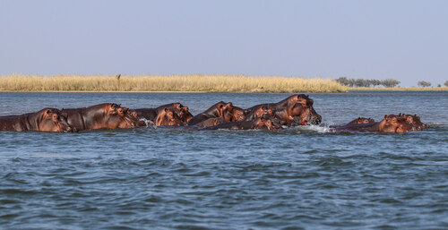 Hrocha obojživelný (Hippopotamus amphibius) na řece Zambezi.