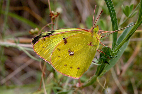 Žluťásek jižní (Colias alfacariensis)