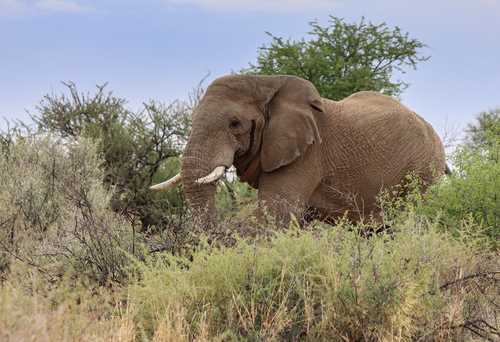Početnost slona afrického (Loxodonta africana) v Namibii dosahuje nejméně 24 000 jedinců, přičemž roční přírůstek od roku 1995 činí více než 5 %.
