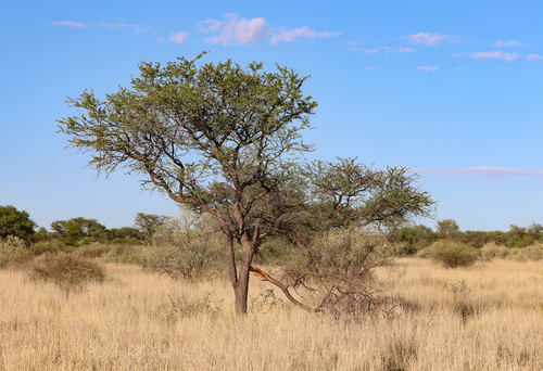 Pro soukromou rezervaci Naankuse Wildlife Sanctuary ve střední Namibii je typická smíšená travinná, stromová vegetace.