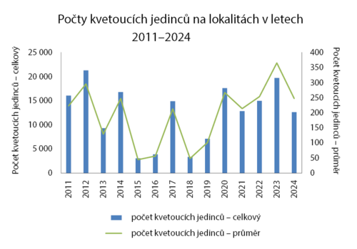 Graf počtu kvetgoucích jedinců hgořečku mnohotvarého v letech 2011-2024