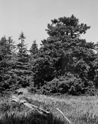 Kníže Jan II. z Liechtensteinu v roce 1903 vyhlásil na ploše 172 ha první přírodní rezervaci na území Moravy, tzv. Lichtenštejnský prales ve vrcholových partiích Vozky a Keprníku (fotografie ze zdejšího rašeliniště z r. 1923). Rezervace založené před vznikem republiky byly v rámci pozemkové reformy ve velké míře zestátněny.