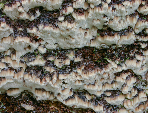 Pórnatka nahnědlá (Pouzaroporia subrufa)