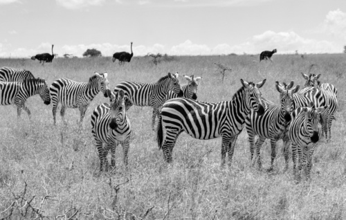 Zebra Böhmova