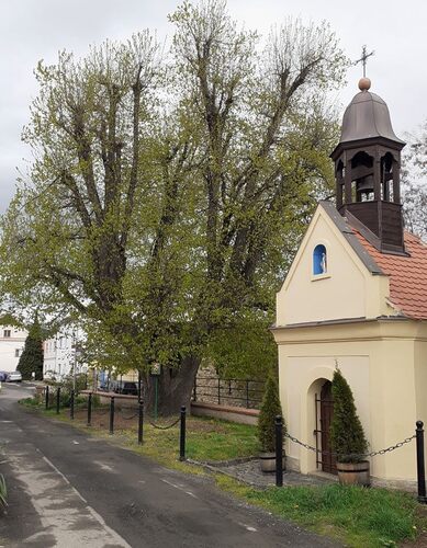 Lípa u kapličky ve Lhotce nad Labem po redukci.