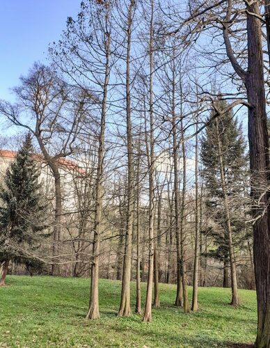 Tisovce na Mariánské louce.