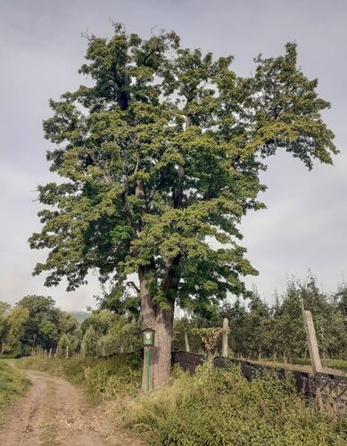 Oskeruše u Těchobuzic.