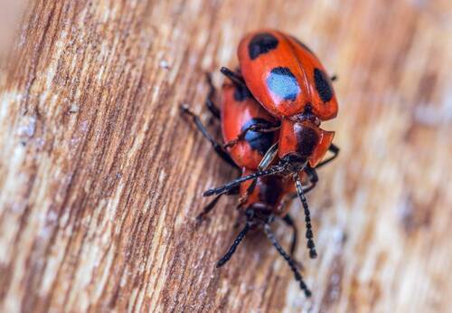 Zranitelný pýchavkovník červcový (Endomychus coccineus)