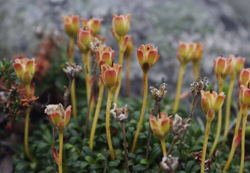 Smutečka (Diapensia lapponica).