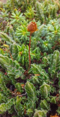 Kasiope (Cassiope tetragona) je druh s cirkumpolárním rozšířením.