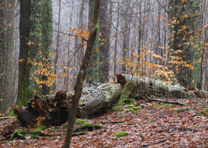 Decaying Wood – A World of Wilderness