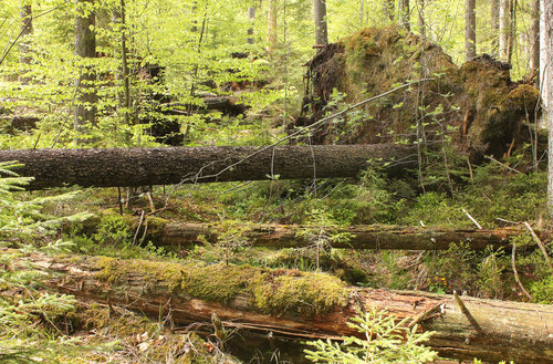 In the Boubín Primeval Forest, fallen trunks have been accumulating in layers over decades. © Pavel Hubený