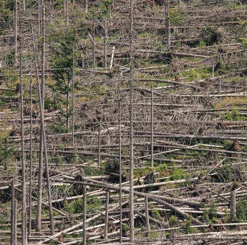 Drama in mountain spruce forests: windthrow and European spruce bark beetle. © Pavel Hubený