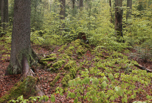 Trunks decay over decades. And they continue to affect the future of the local forest. © Pavel Hubený