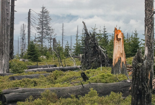 Many dead standing trees remain for more than two decades. © Pavel Hubený