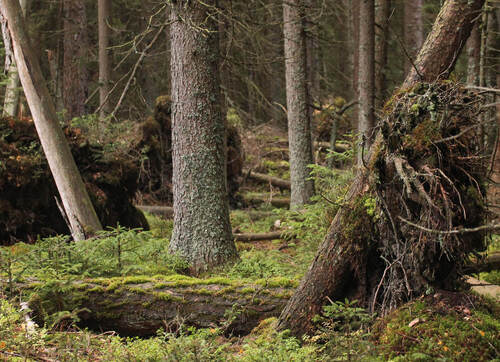 Uprooted trees gradually turn into piles of organic debris, altering both soil structure and terrain. © Pavel Hubený