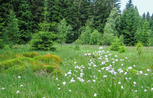 Peaty habitats are a typical part of the Krušné hory/Ore Mountains ecosystems. © Petr Krása