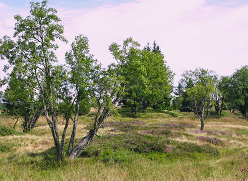 Extensive heaths are typical habitats in the mining-altered landscape of the Krušné hory/Ore Mountains. © Petr Krása