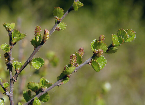 The relict Dwarf birch (Betula nana) is one of the rarest species. © Petr Krása