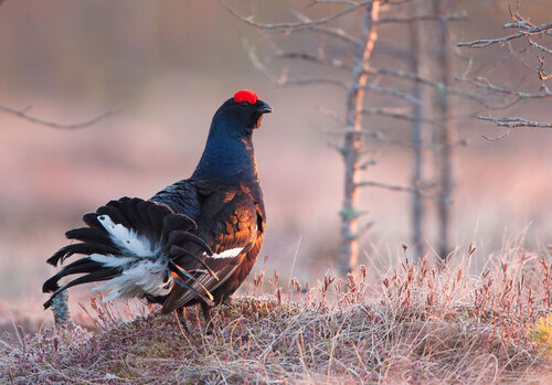 Black grouse (Lyrurus tetrix) male. © Petr Šaj
