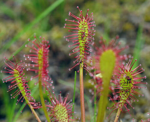 The English sundrew (Drosera anglica) occurs at a few raised peat-bogs only. © Petr Krása
