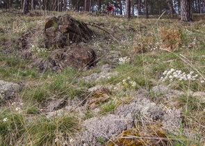 Dolní Kralovice Serpentinites – Restoring a Botanical Gem