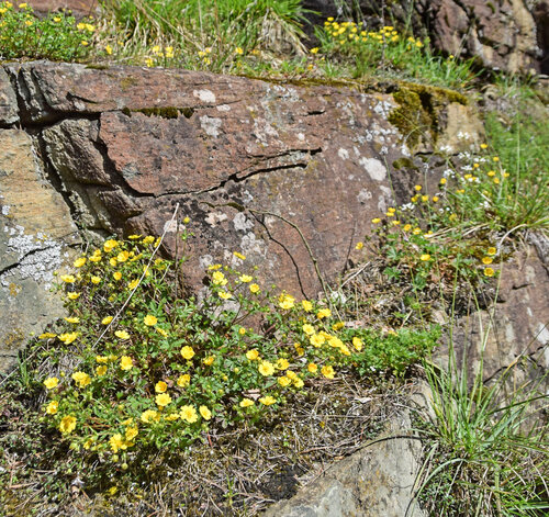 The rock outcrops are inhabited by endangered species.