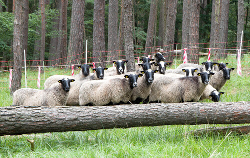 Woodland grazing is also the primary management approach in the area.