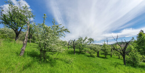 Countryside with trees.