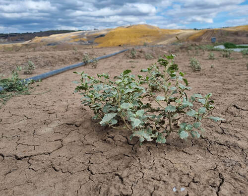 The archaeophyte tumbling saltbush (Atriplex rosea) forms rich growths in the Czechoslovak Army Large-scale Mine/CSA quarry.