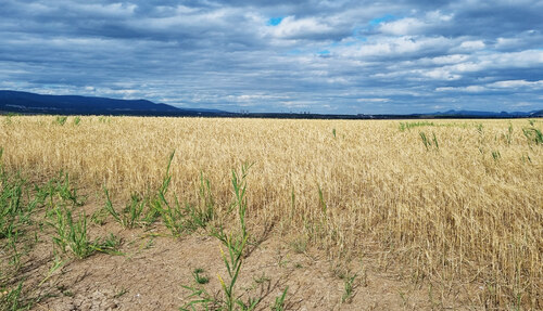 Agricultural biotechnical reclamation.