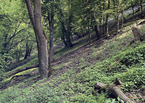 Importance of Spatiotemporal Continuity of Forest Habitats for Forest Biodiversity