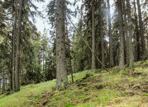 Mountain reed-grass spruce forest in the Boubínský prales/Boubín Primeval Forest National Nature Reserve. © Jeňýk Hofmesiter