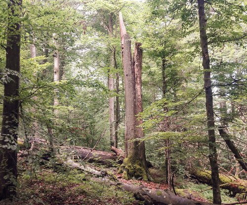 Flower-rich beech forest with a long-term continuing development undisturbed by forest management in the Žofínský prales/Žofín Primeval Forest. © Jeňýk Hofmesiter