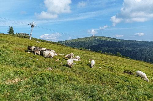 In 2024 free-ranging grazing by sheep was tested in the vicinity of the Petrovy kameny/Peter’s Stones site. © Jindřich Chlapek