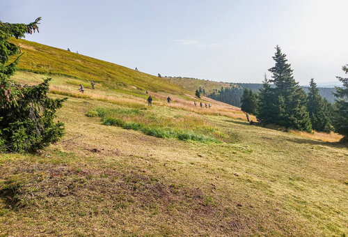 Grassland and blueberry growths mowing above the timberline at the Cimrmanova zahrádka/Cimrman Garden site. © Radek Štencl