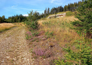 Project Mapping and Species Inventories (Monitoring 2) Has Been Completed