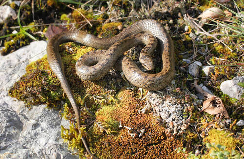 The Smooth snake (Coronella austriaca) is one of the more difficult species to be detected during reptile surveys. Even a shed skin can serve as evidence of its presence at a site. © Zdeněk Mačát