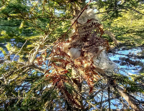 Recorder camouflaged in the field – acoustic bird monitoring using automatic recorders. © Jan Havelka