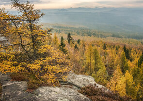 The European Larch More Native than Previously Thought. How to manage it in Specially Protected Area