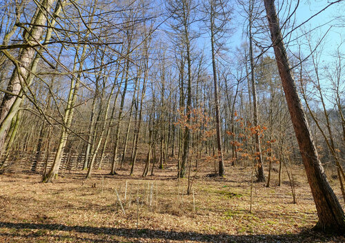 Larch trees can maintain gaps and clearings in otherwise shady deciduous broad-leaved forests.