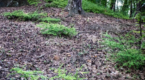 Dwarf, probably browsed or bitten by game forms of larch in the Český ráj/Bohemian Paradise. © Jindřich Prach