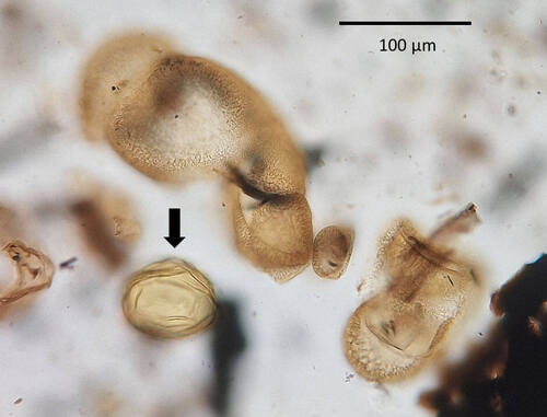 Pollen grain of larch (marked with an arrow) together with pollen of fir and pine identified in layers dating back to the Bronze Age in the České Švýcarsko/Bohemian Switzerland. © Petr Pokorný