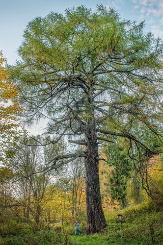Larch can grow to a considerable size under favourable conditions. The biggest larch in the Czech Republic grows near the municipality of Benešov nad Cernou in the Novohradské hory Mts. (South Bohemia). © Jindřich Prach