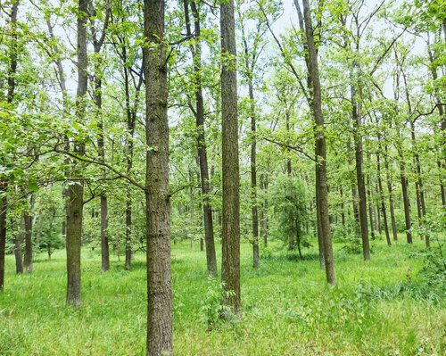 Pannonian oak forest on sand is a unique habitat occurring in the Czech Republic only north of the town of Hodonín.	© Libor Ambrozek